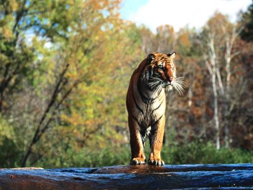 tigers-015