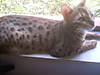 6-26-04meows_002.jpg