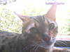 6-26-04meows_004.jpg