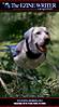 -_Bird_Dogs_001_-.jpg