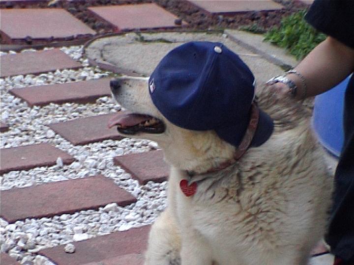 real_dog_hanging_small