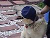 real_dog_hanging_small.JPG