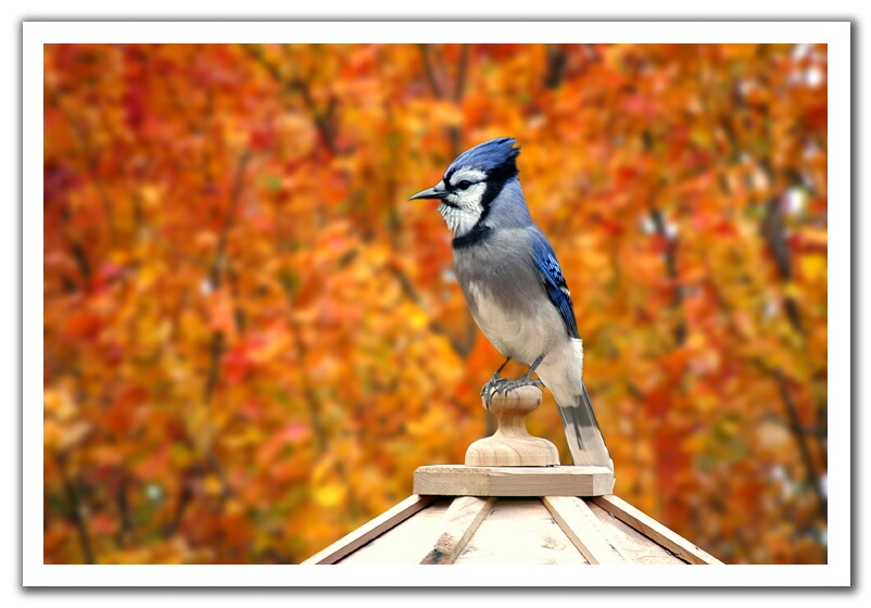 autumn_jay