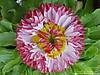 1024-flower15.jpg