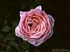 1024-flower19.jpg