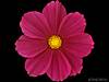 1024-flower30.jpg