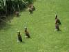 Duck_Meeting.jpg