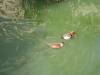 Duck_Racing.jpg
