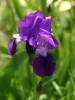 Iris_7828.jpg