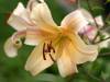 Lily_8478.jpg