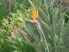 Yellow_Flower.jpg