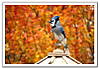 autumn_jay.jpg