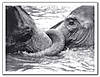elephant.jpg