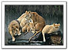 lions.jpg