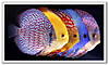pano-discus_5_colors.jpg