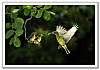 sunbird_3.jpg
