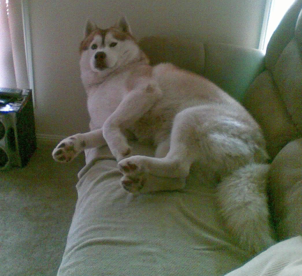dog