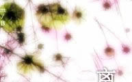 2005061810231076