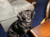 IMAG0009.GIF