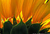 IMG_3671.jpg