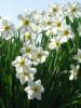 DSC01229_Medium_.JPG DSC01229_Medium_.JPG