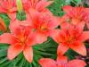 DSC01547_Medium_.JPG