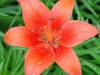 DSC01548_Medium_.JPG