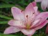 DSC01554_Medium_.JPG