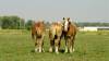 DSC09629_Small_.jpg