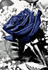 Rose_small.jpg