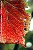 060415-0905wp.jpg