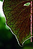 060415-0921wp.jpg