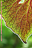 060415-0922wp.jpg