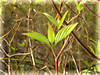 DSC00077_.jpg