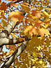 DSC06576.JPG